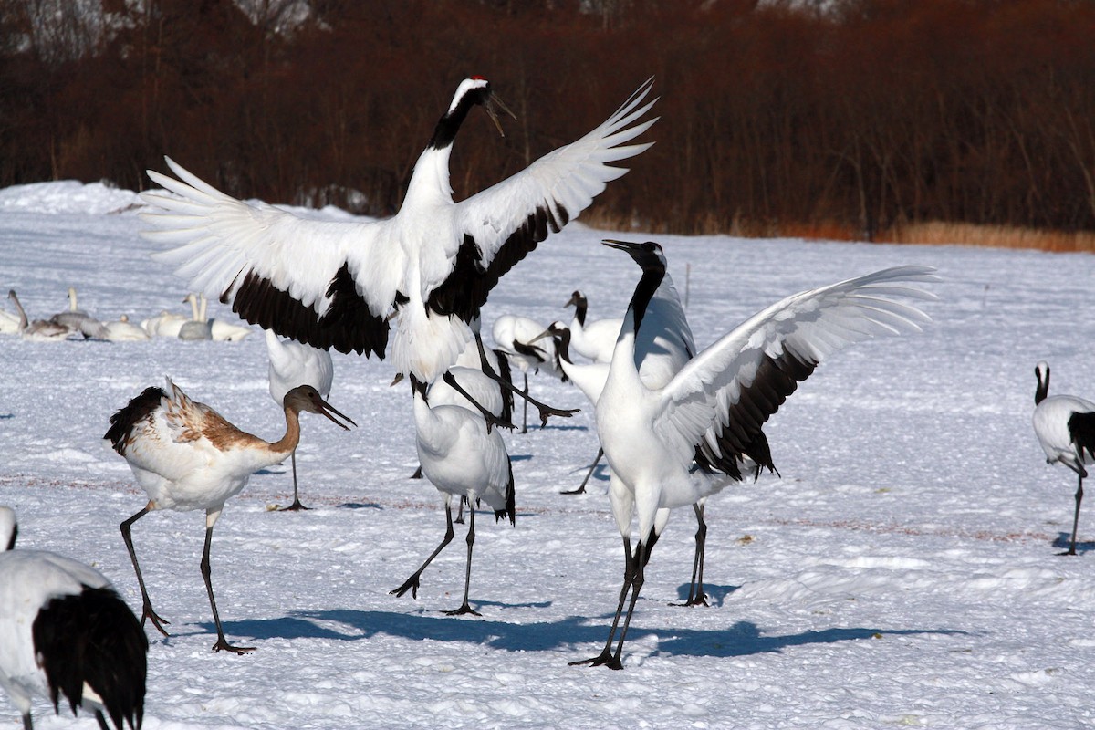 Red-crowned Crane - ML206205661