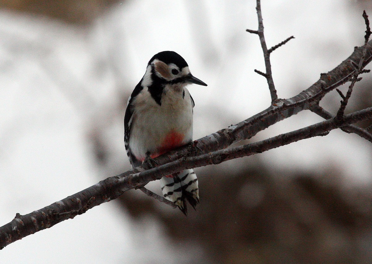 Great Spotted Woodpecker (japonicus) - Jordi Sargatal