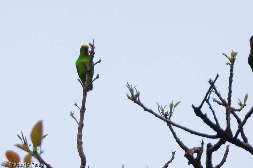 Papuan Hanging-Parrot - Frédéric PELSY