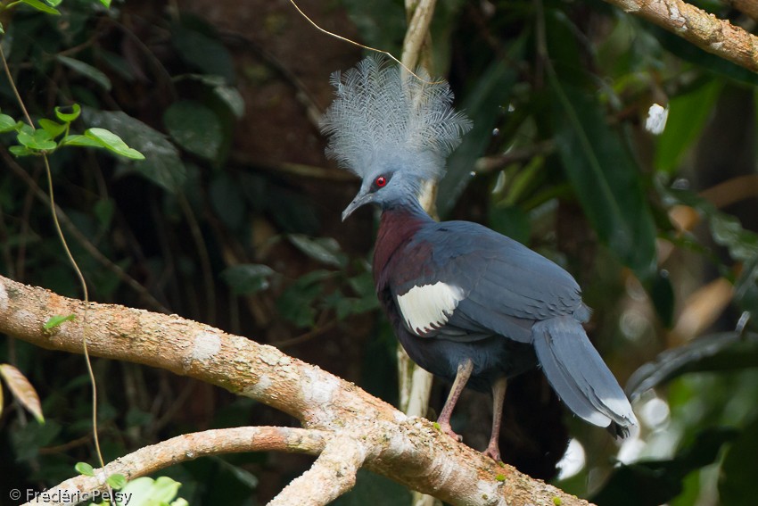 Sclater's Crowned-Pigeon - Frédéric PELSY
