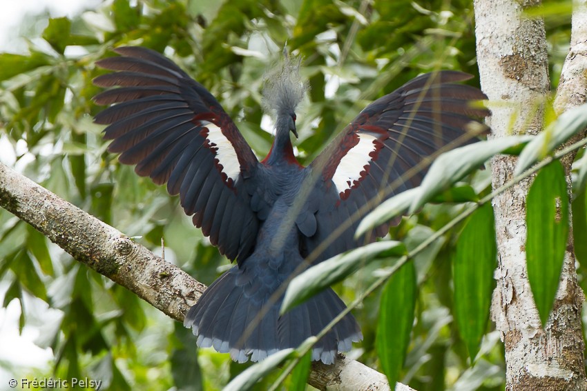 Sclater's Crowned-Pigeon - Frédéric PELSY
