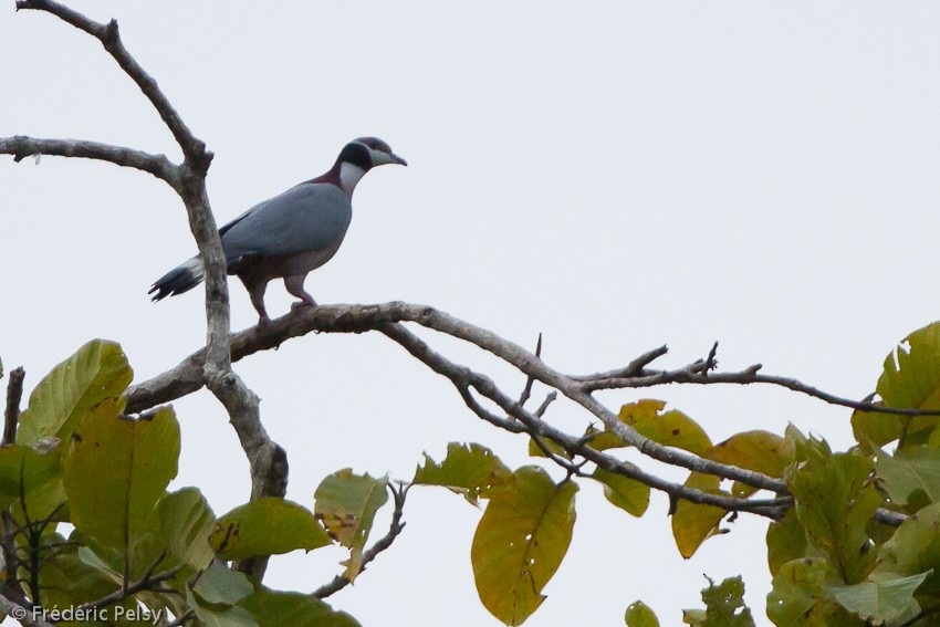 Collared Imperial-Pigeon - ML206206211