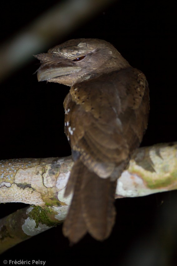 Marbled Frogmouth (Marbled) - Frédéric PELSY