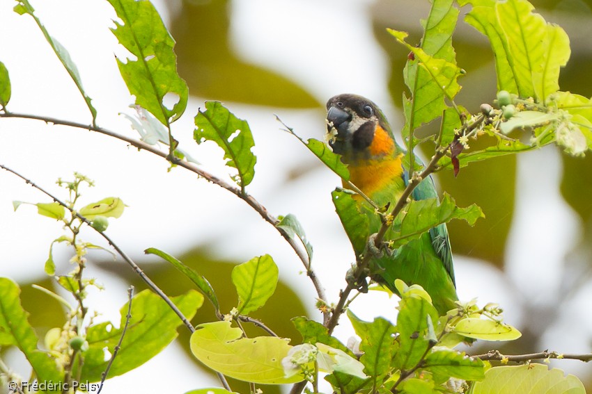 Dusky-cheeked Fig-Parrot - ML206206321