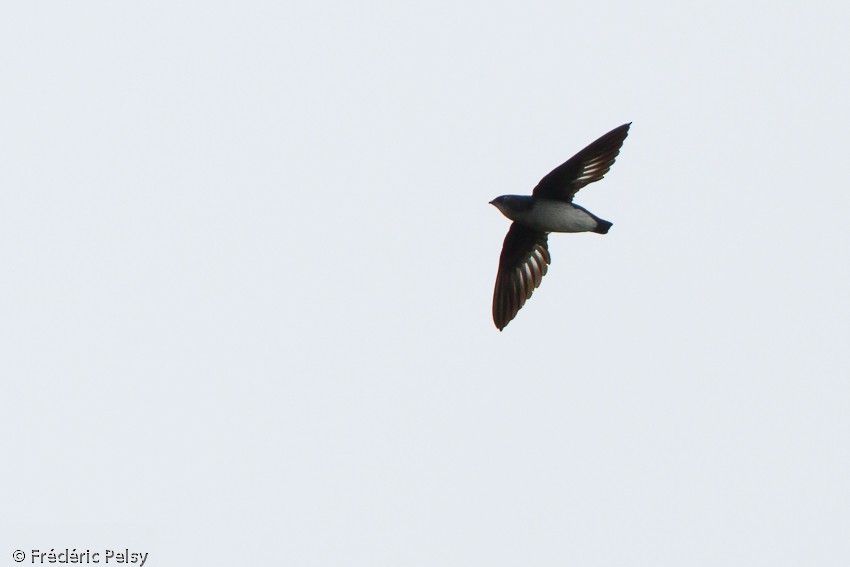 Papuan Spinetailed Swift - ML206206331