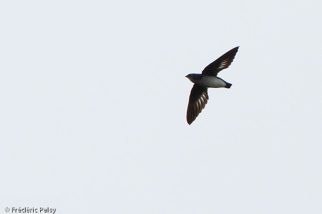 Papuan Spinetailed Swift