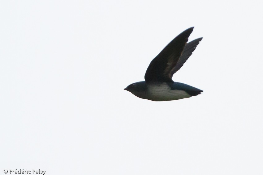 Papuan Spinetailed Swift - ML206206341