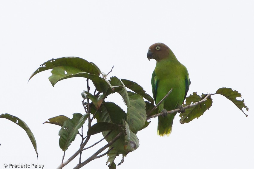 Red-cheeked Parrot - ML206206351