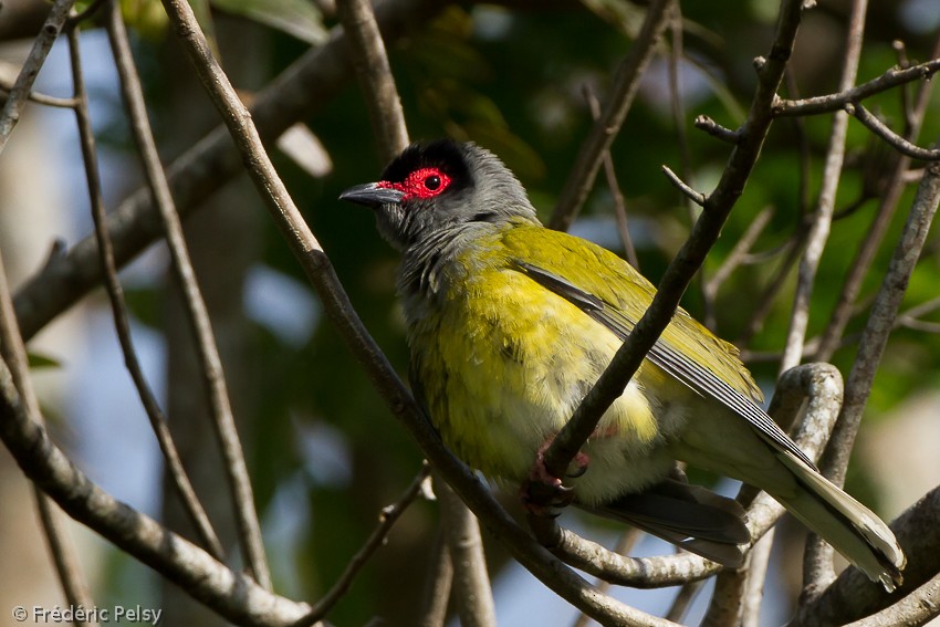Australasian Figbird - Frédéric PELSY