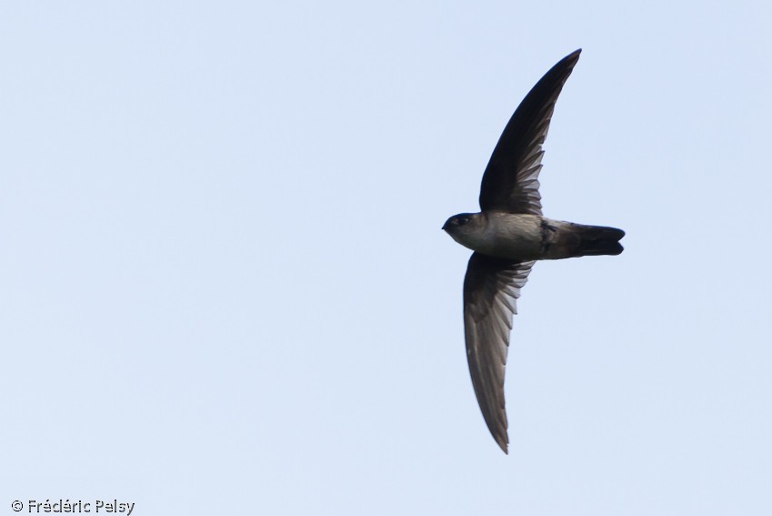 White-rumped Swiftlet - Frédéric PELSY