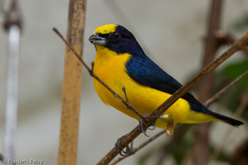 Thick-billed Euphonia (Black-tailed) - Frédéric PELSY
