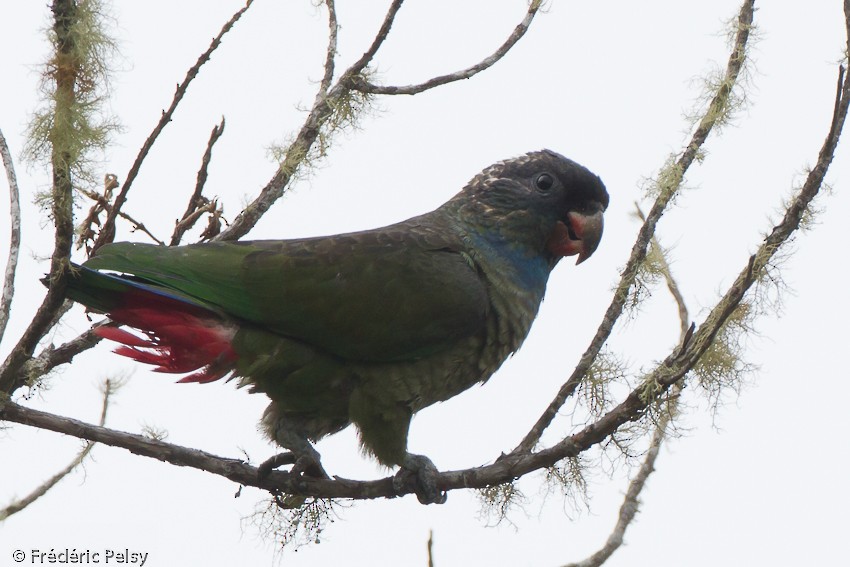 Red-billed Parrot - Frédéric PELSY