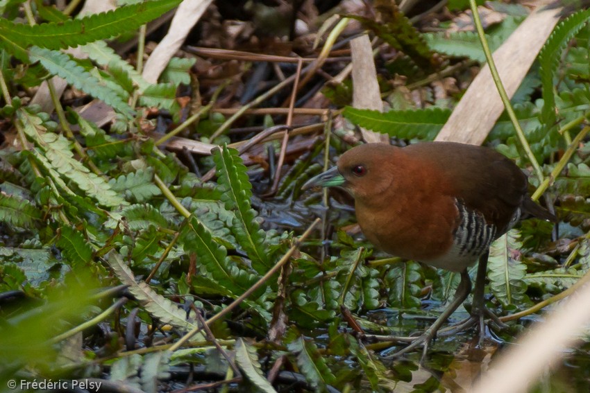 White-throated Crake (Rufous-faced) - Frédéric PELSY