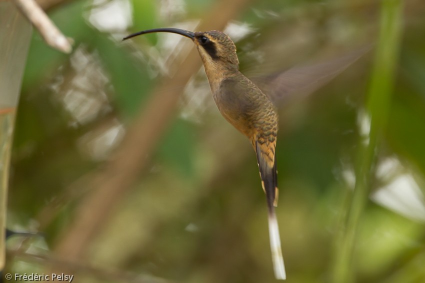 Sooty-capped Hermit - Frédéric PELSY