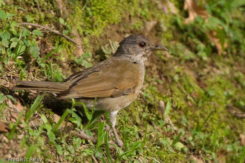 Pale-breasted Thrush - ML206206761