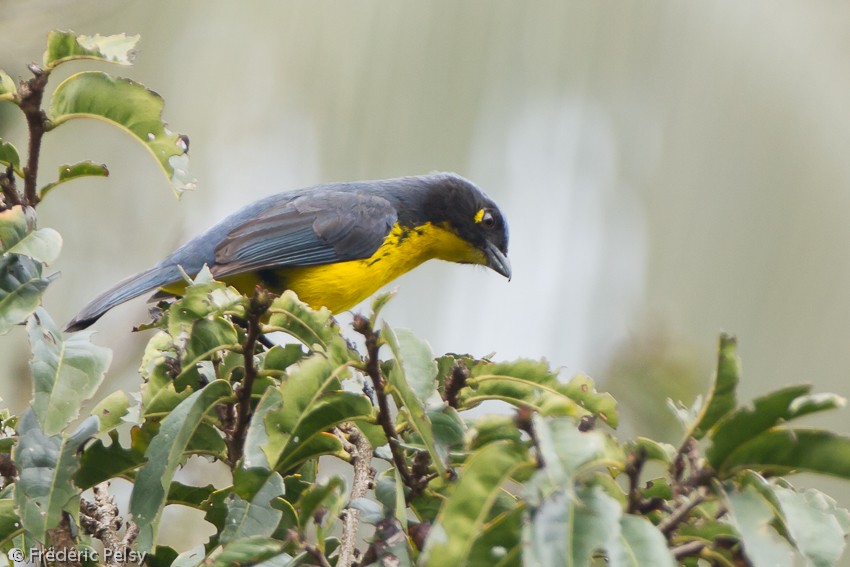 Black-cheeked Mountain Tanager - Frédéric PELSY