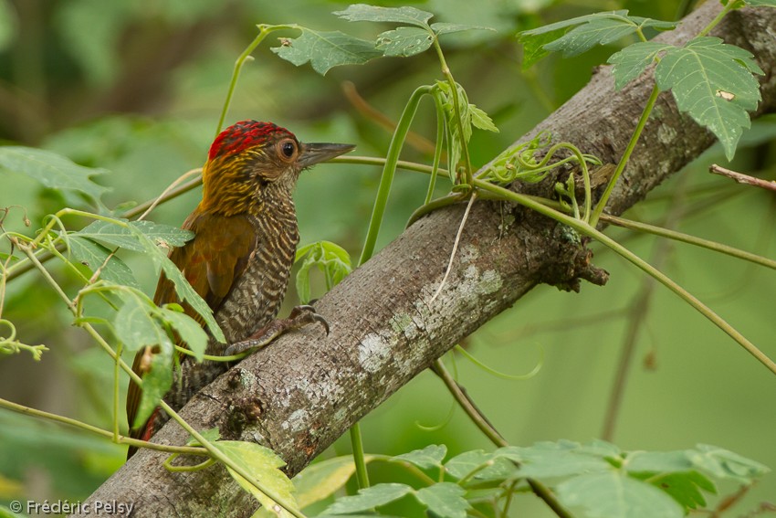 Red-rumped Woodpecker - Frédéric PELSY
