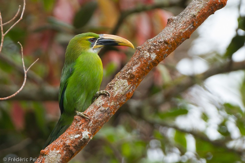 Groove-billed Toucanet (Yellow-billed) - Frédéric PELSY