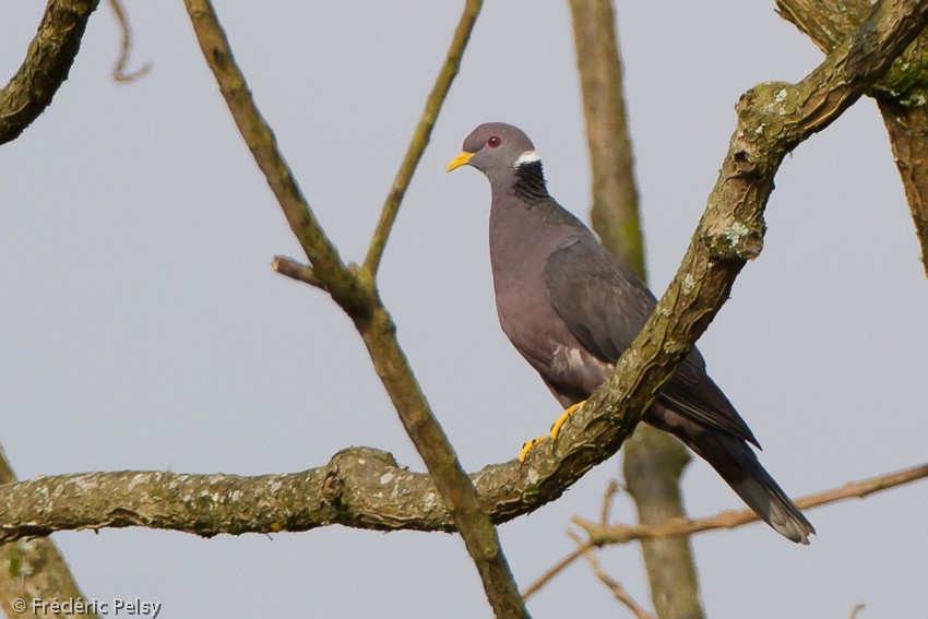 Band-tailed Pigeon (White-necked) - Frédéric PELSY
