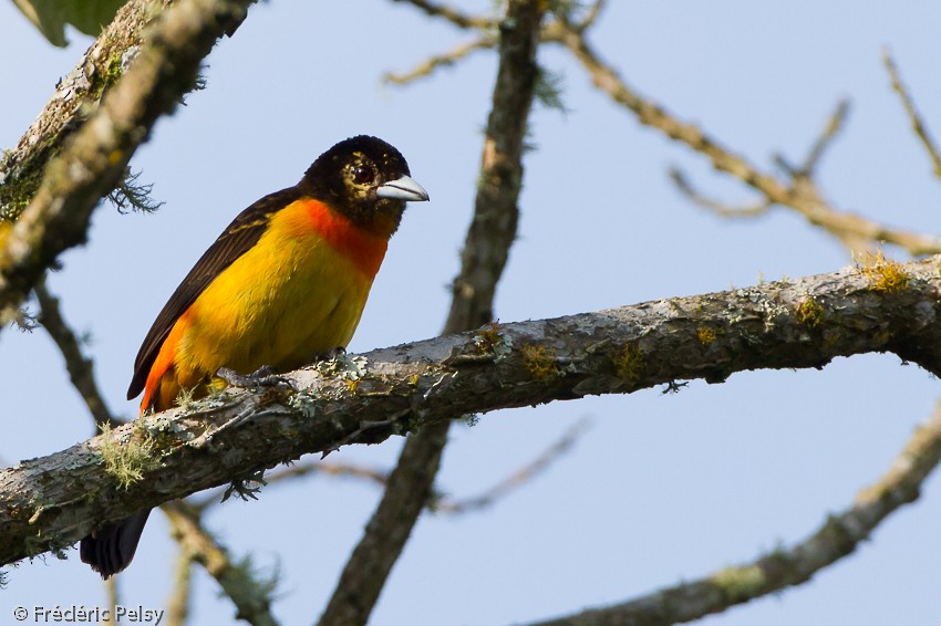 Flame-rumped Tanager (Flame-rumped) - Frédéric PELSY