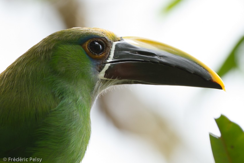 Southern Emerald-Toucanet (Gray-throated) - Frédéric PELSY