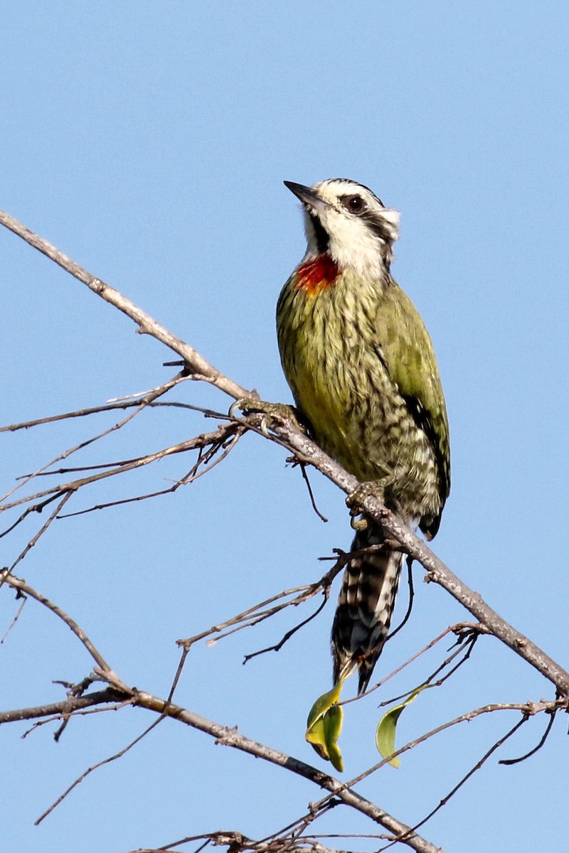 Cuban Green Woodpecker - Stu Elsom