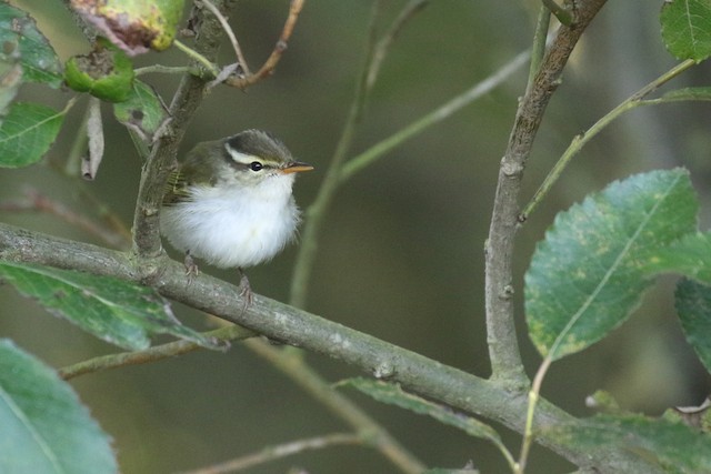 Photos - Eastern Crowned Warbler - Phylloscopus coronatus - Birds of ...