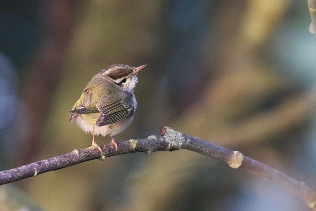 Photos - Eastern Crowned Warbler - Phylloscopus coronatus - Birds of ...