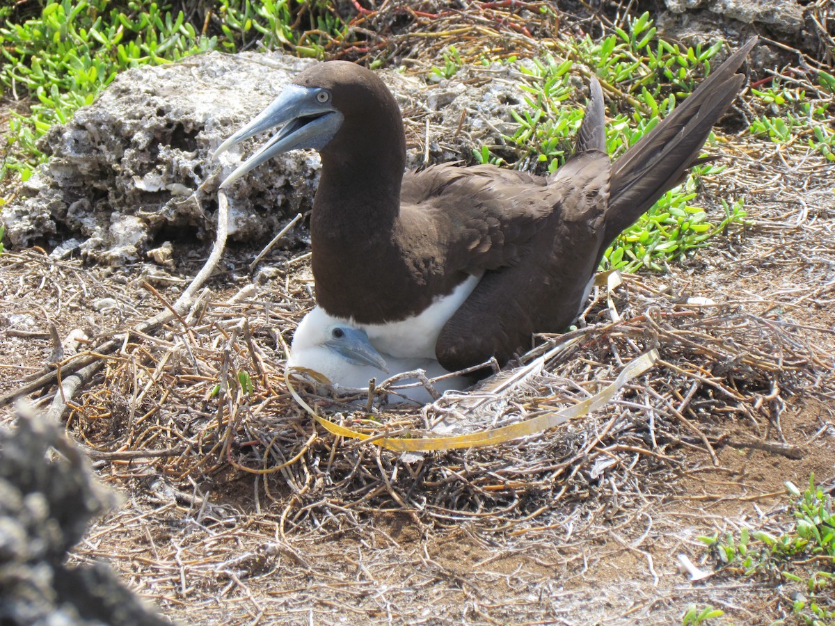Brown Booby (Forster's) - Leslie George