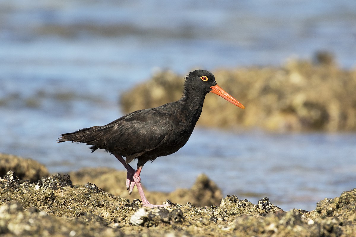 Sooty Oystercatcher - Leslie George