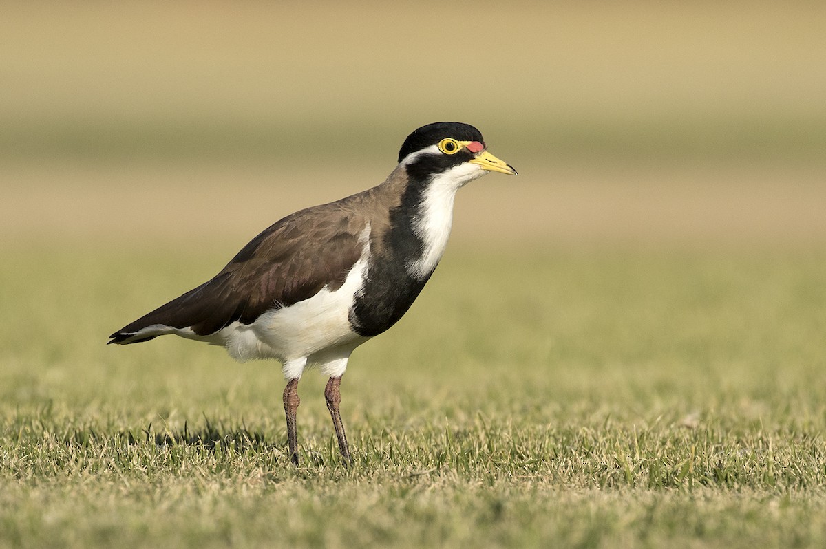 Banded Lapwing - ML206208121