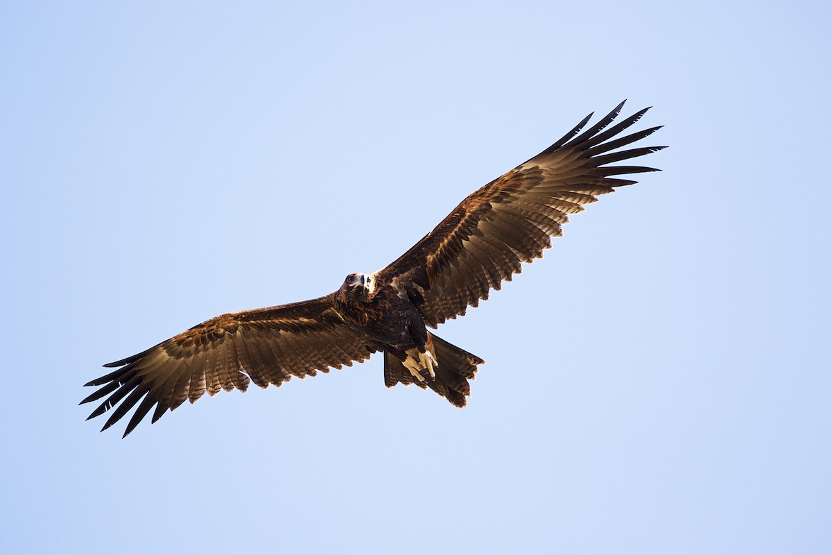 Wedge-tailed Eagle - ML206208211