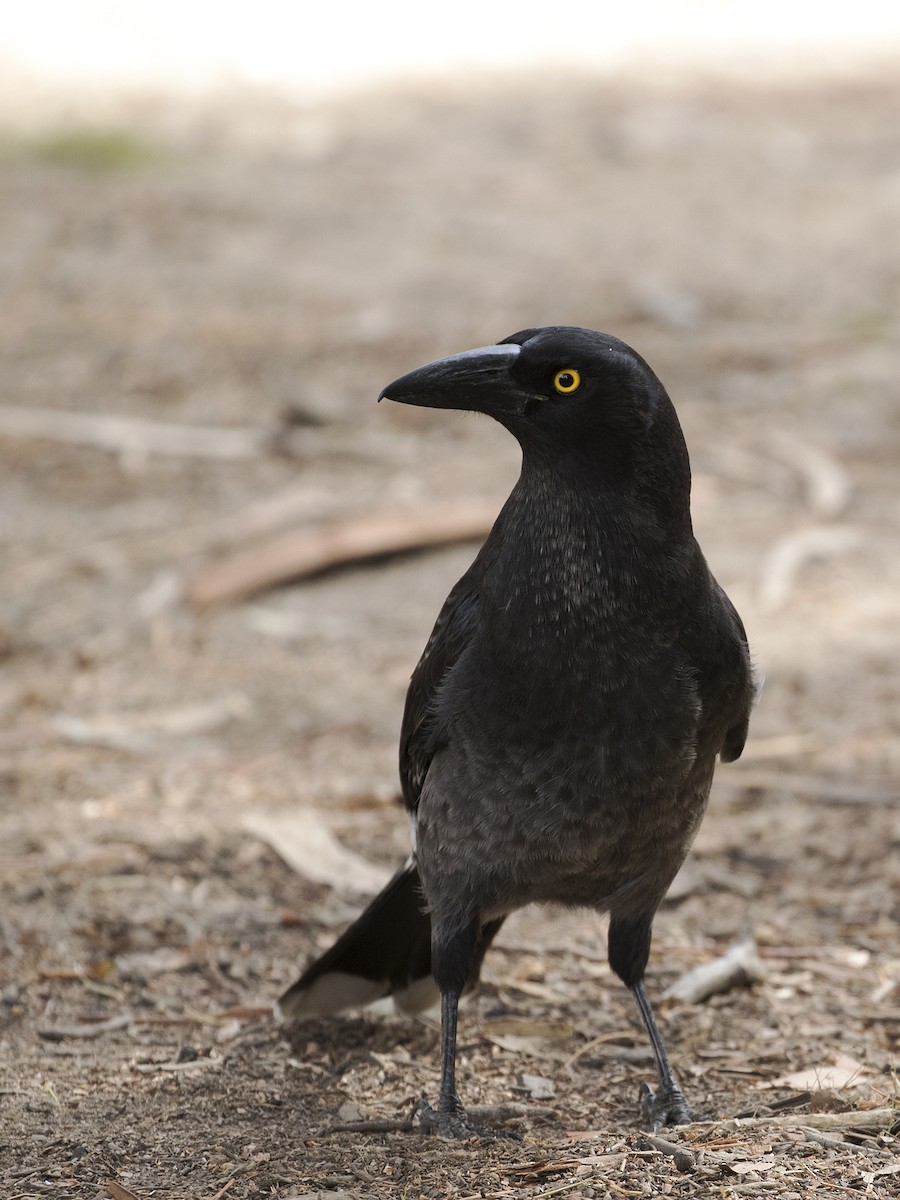 Pied Currawong - Leslie George