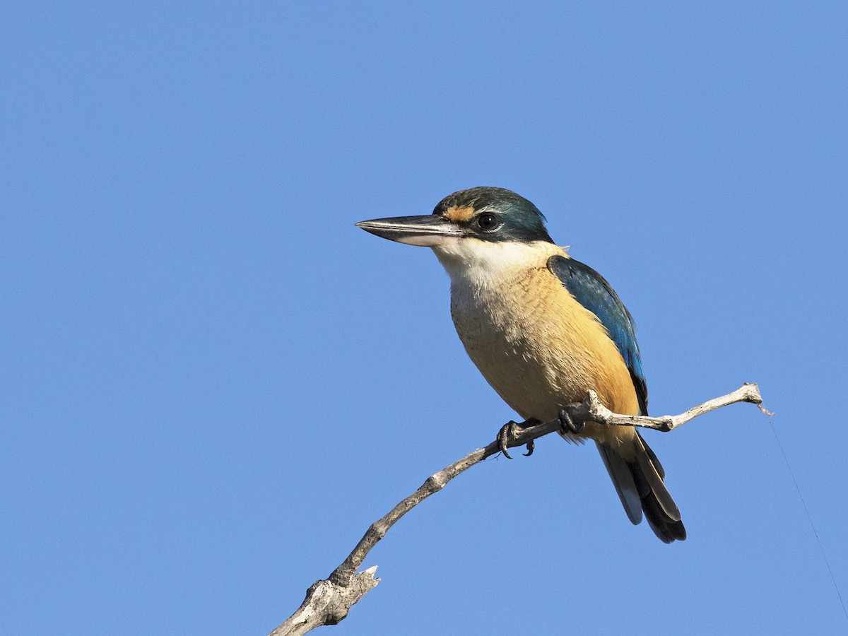 Sacred Kingfisher (Australasian) - Leslie George