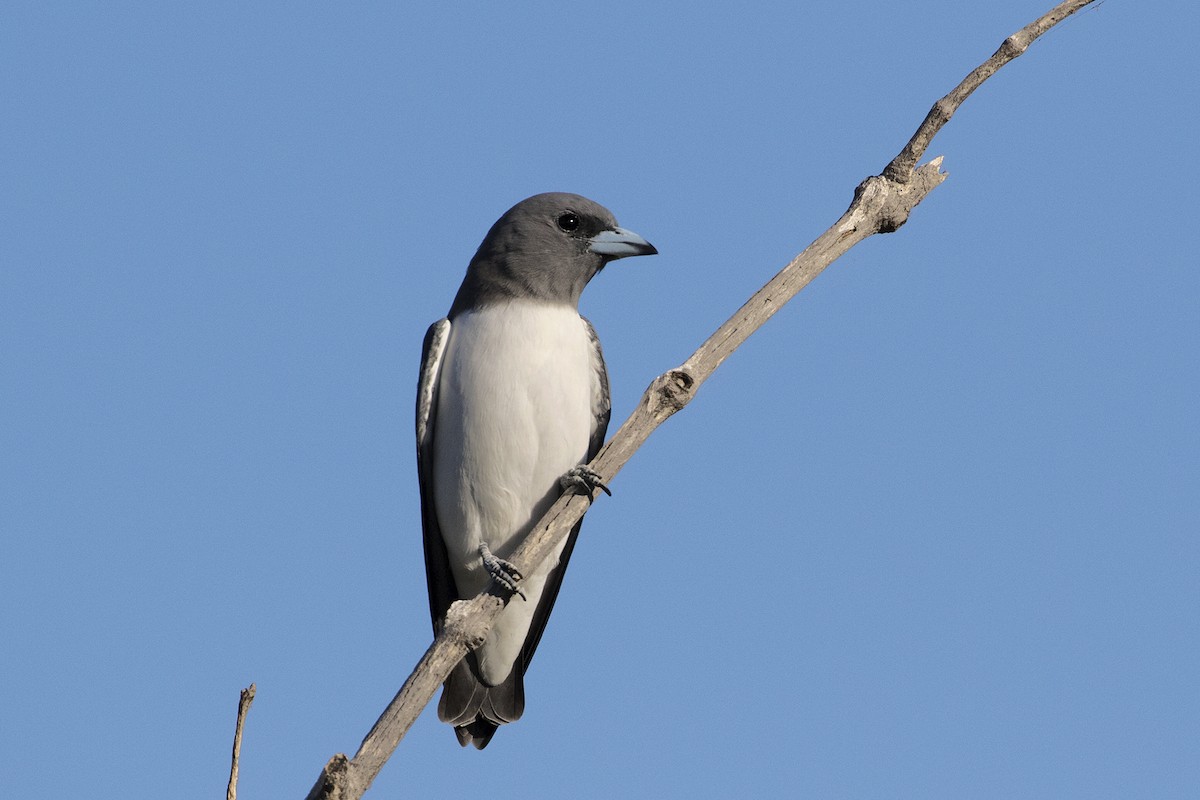 White-breasted Woodswallow - Leslie George