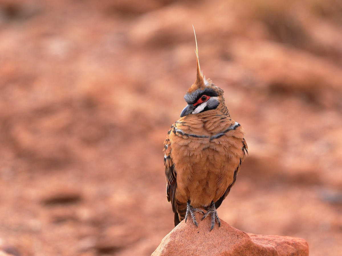 Spinifex Pigeon (Rufous-bellied) - ML206208461