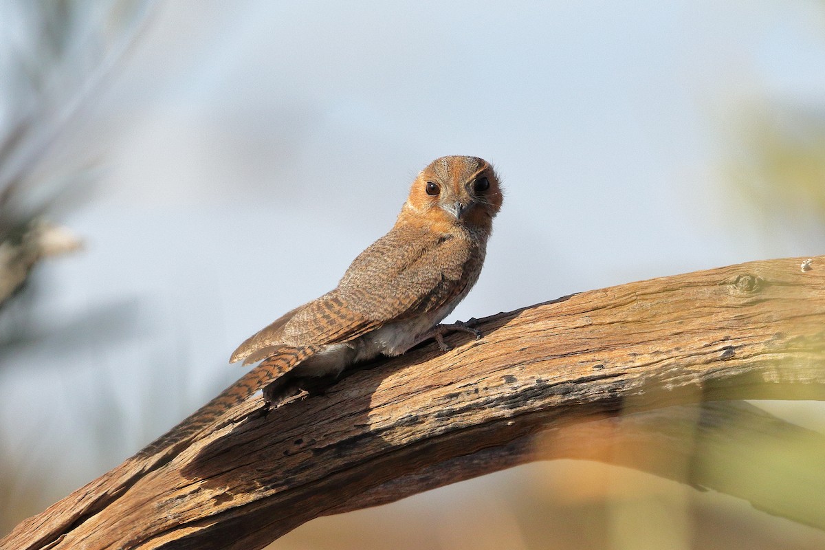 Australian Owlet-nightjar - Leslie George