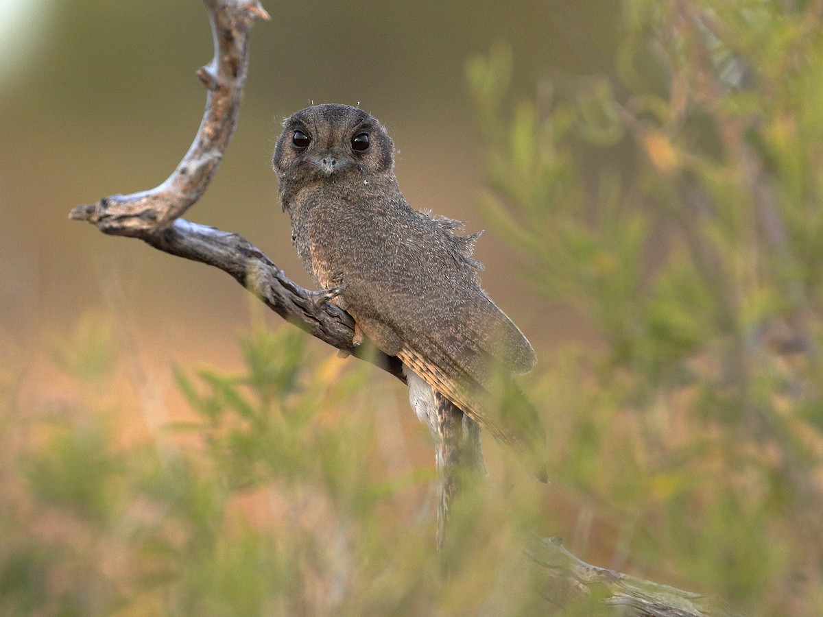 Australian Owlet-nightjar - ML206208511