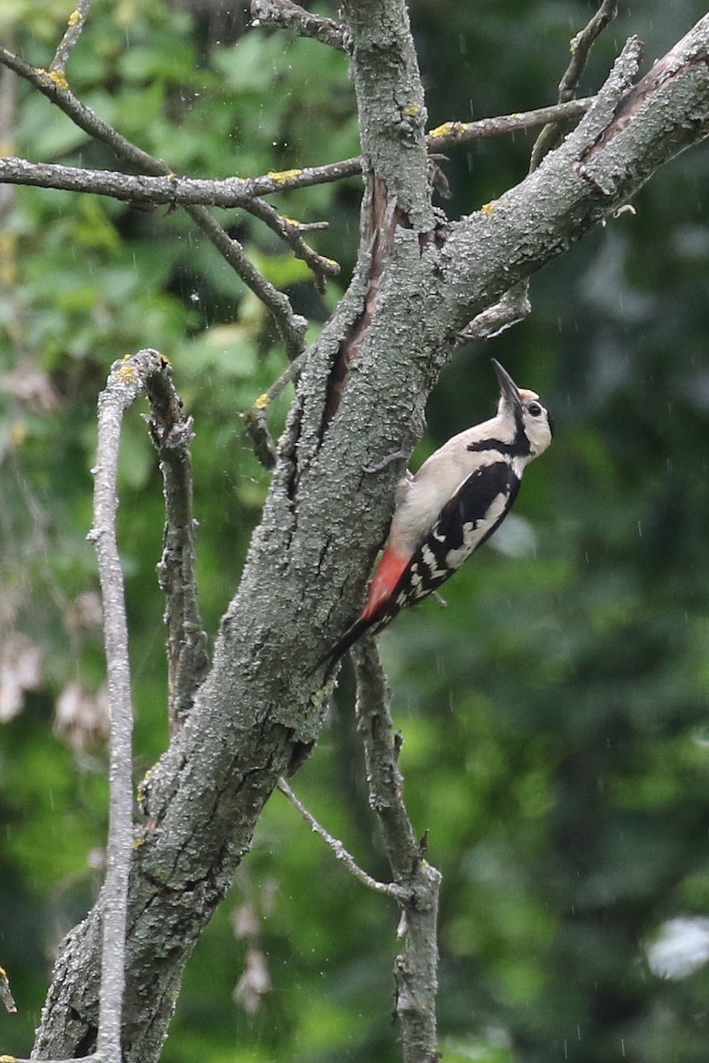 Syrian Woodpecker - Stu Elsom