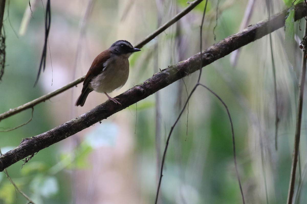 Brown-chested Alethe (Chestnut-backed) - ML206208601