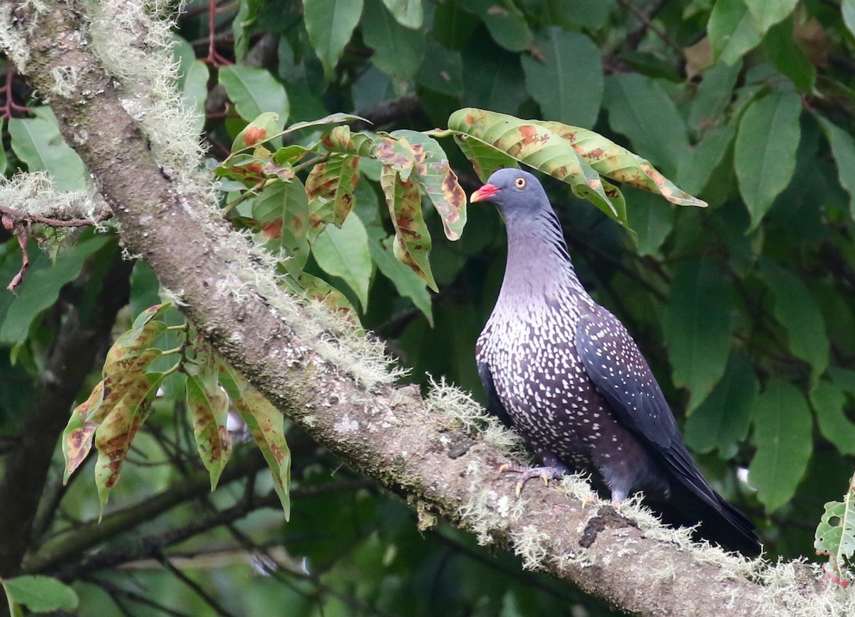 Pigeon du Cameroun - ML206208671