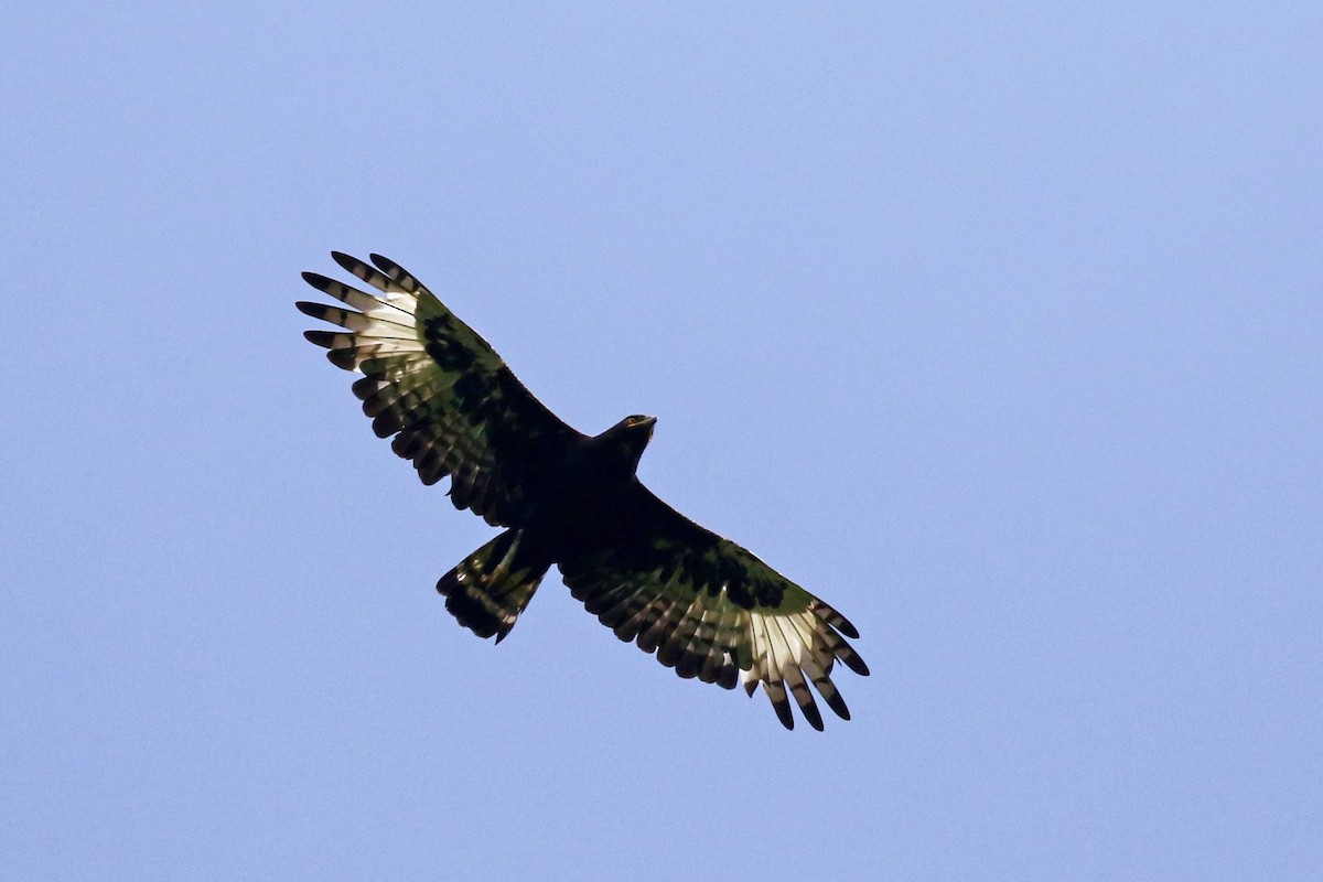 Long-crested Eagle - Stu Elsom