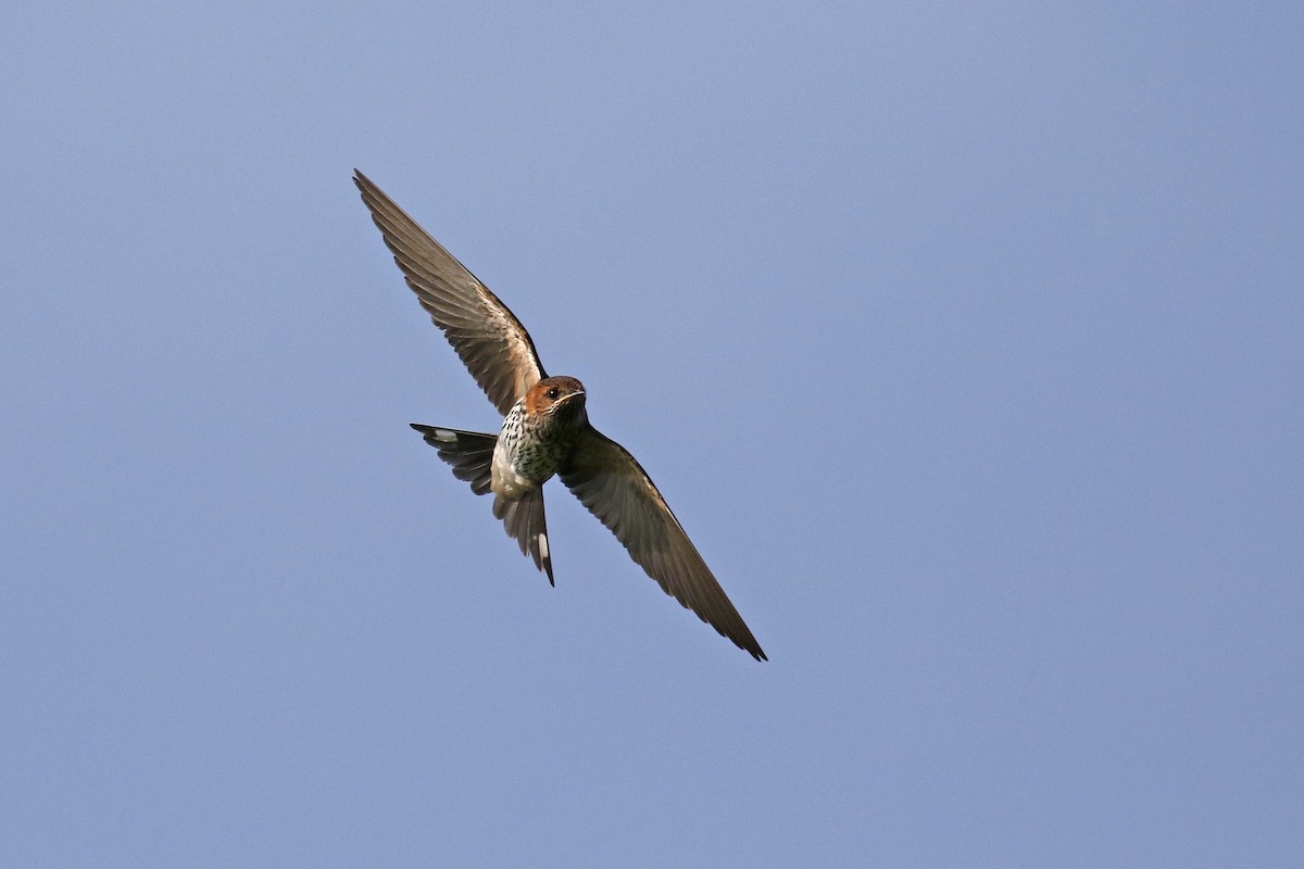 Lesser Striped Swallow - Stu Elsom