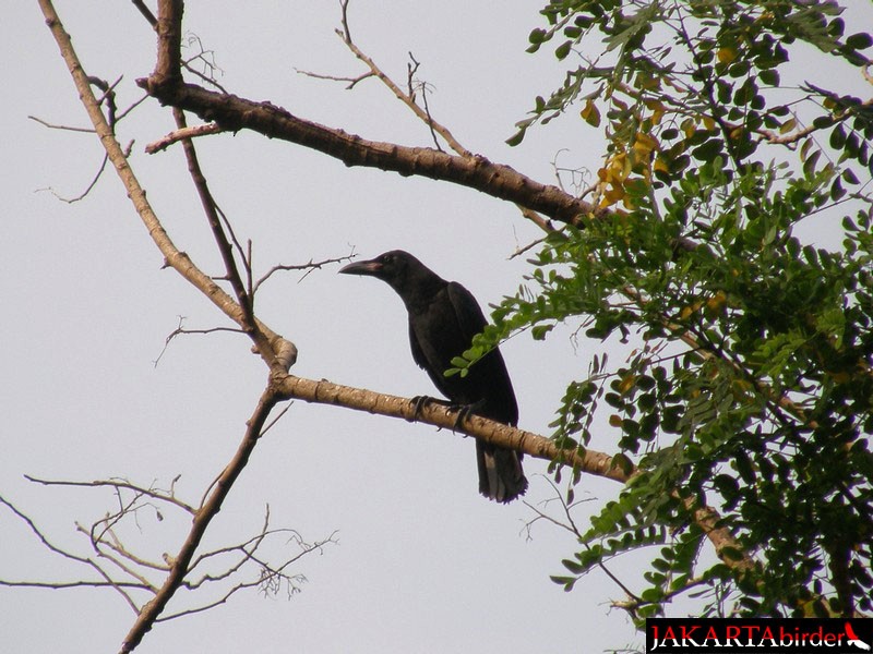 Slender-billed Crow (Sunda) - Boas Emmanuel