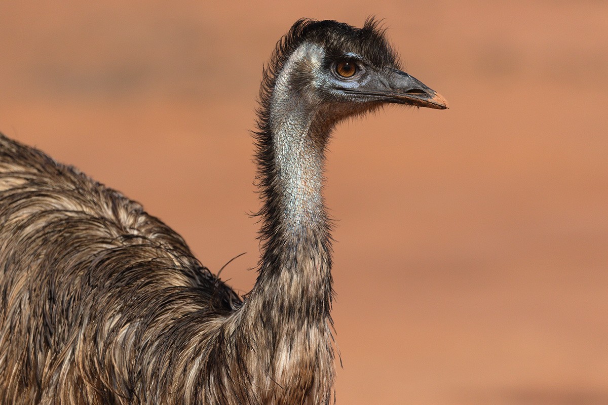 Emu - ML206209281
