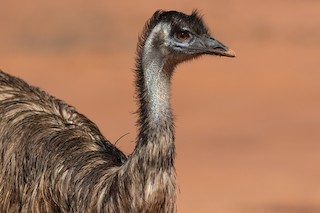 Emu, ML206209281