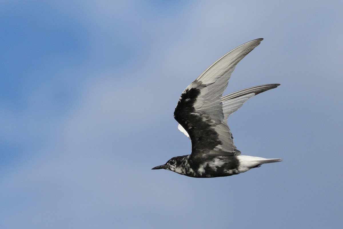 White-winged Tern - Leslie George