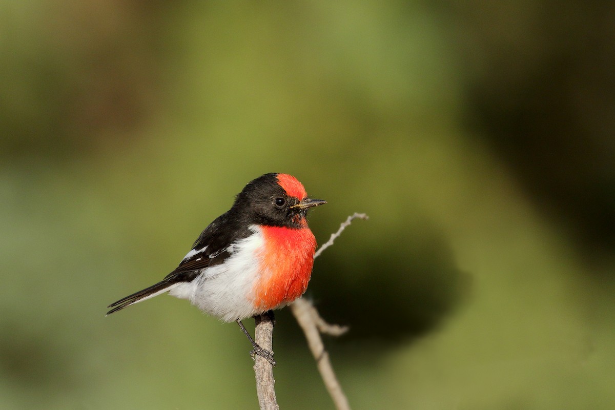 Red-capped Robin - Leslie George