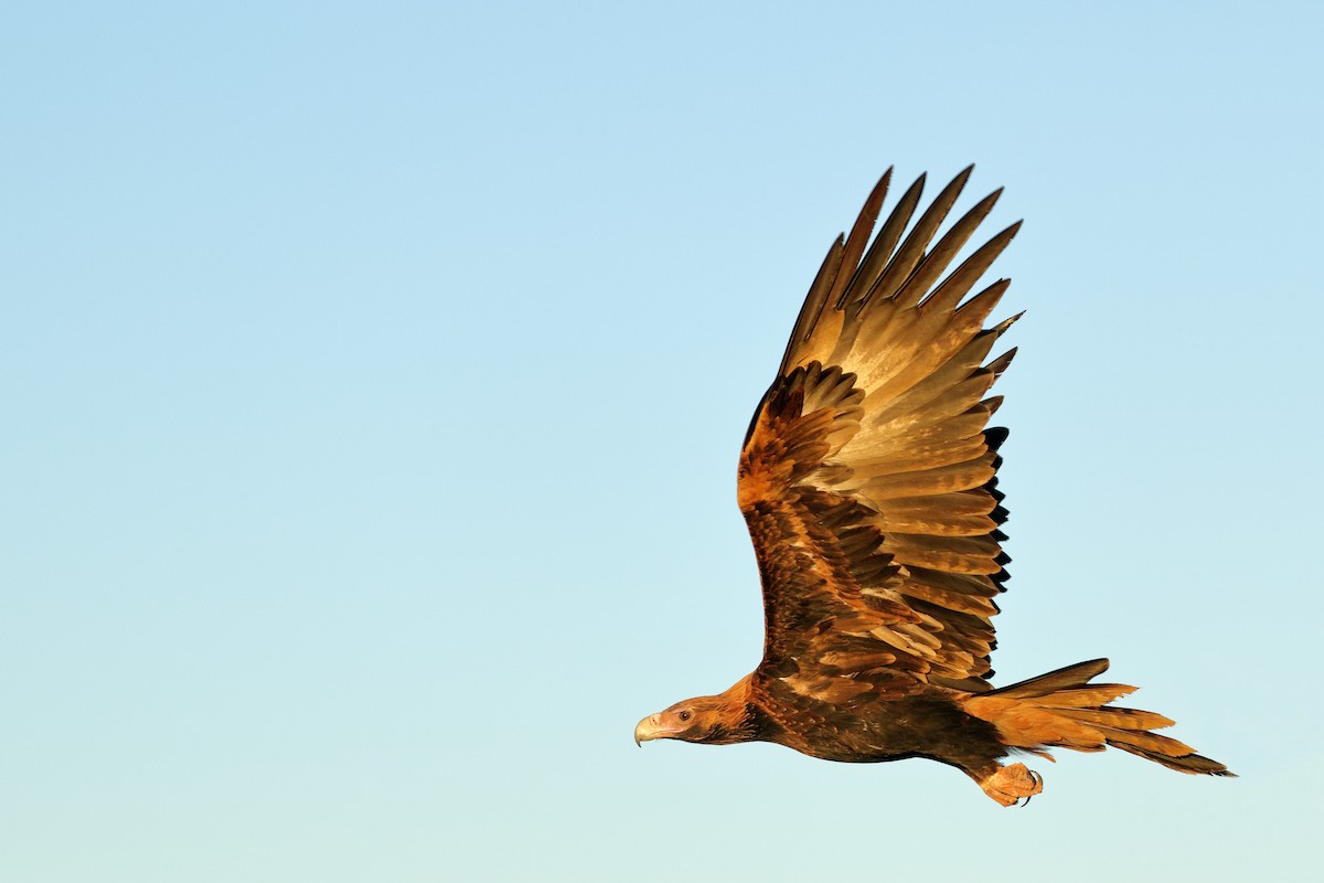 Wedge-tailed Eagle - ML206209431