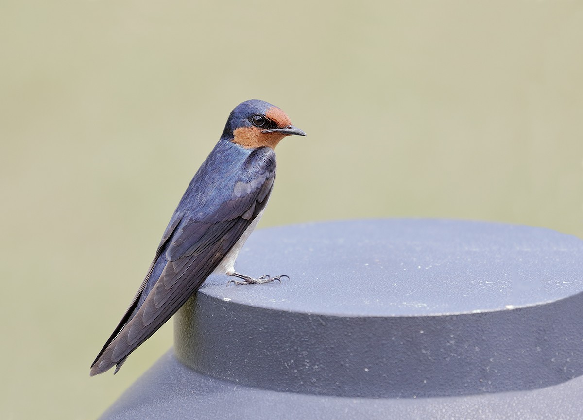 Pacific Swallow (Pacific) - ML206209701
